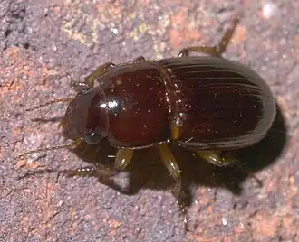 Harpalus gravis