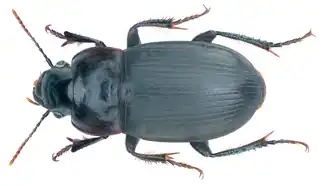 Harpalus hirtipes