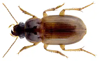 Harpalus parvulus