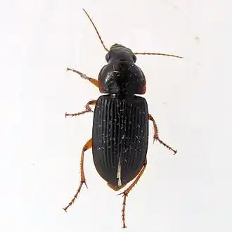 Harpalus pensylvanicus