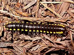 Harpaphe haydeniana (Xystodesmidae) uit Noord-Amerika
