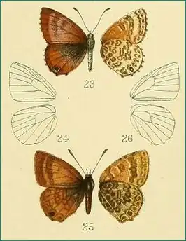 Harpendyreus reginaldi