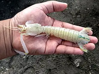 Harpiosquilla raphidea