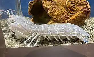 Harpiosquilla harpax