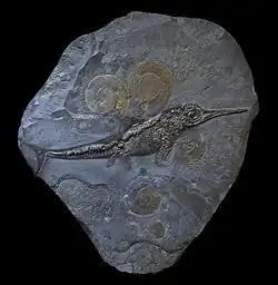 Ichthyosaurus acutirostris Vindplaats: Holzmaden