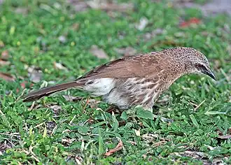 Zuidelijke witstuitbabbelaar