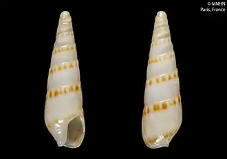 Hastula lineopunctata