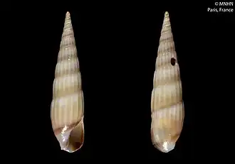 Hastula tenuicolorata
