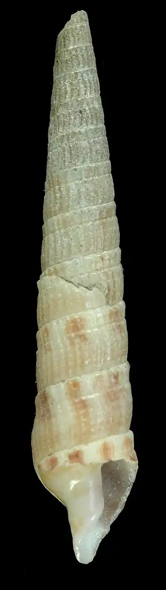 Hastulopsis campbelli