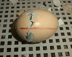 Uitkomst kippenei, schaal rondom aangepikt