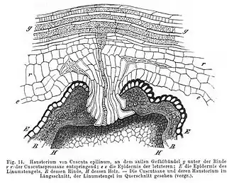 Haustorium van vlaswarkruid op vlas