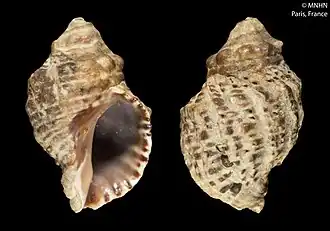 Haustrum albomarginatum