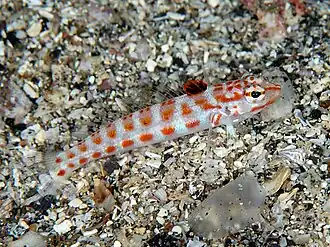 Parapercis schauinslandii