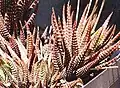 Haworthia fasciata