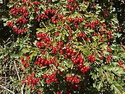 Vruchten aan de struik