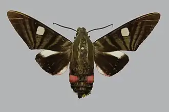 Hayesiana triopus