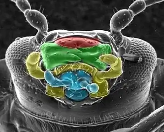 Kop van onderen van een bladkever: rood: labrum, groen: mandibel, geel:maxilla, blauw:labium met labiale palpen
