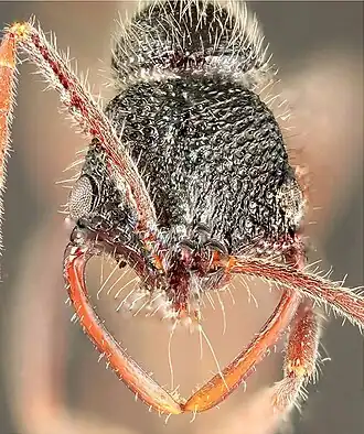 Leptogenys modiglianii