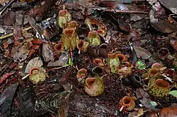 Nepenthes ampullaria, een van de weinige soorten die ook in dichte wouden groeien