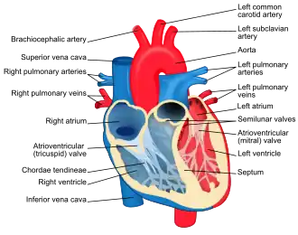 {De chordae tendineae zijn de pezen die de hartkleppen met de hartspier verbinden.