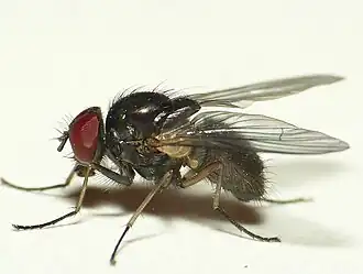 Hebecnema nigricolor