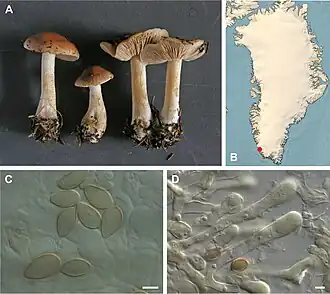 Vleeskleurige vaalhoed