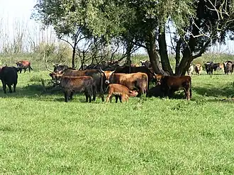 Begrazing door Heckrunderen in de Oostvaardersplassen