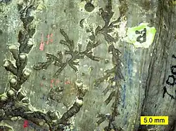 Drie hederelloidea soorten op het koraal Rugosa uit het Devoon.