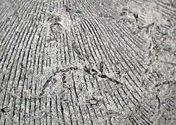 Hederella vormt een korst op de onderste klep van een fossiele brachiopode Megastrophia uit het Devoon (Ohio, VS).