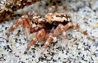 Terralonus californicus