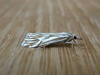 Hednota pleniferellus