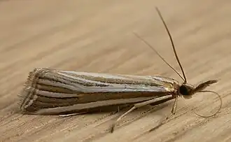 Hednota relatalis
