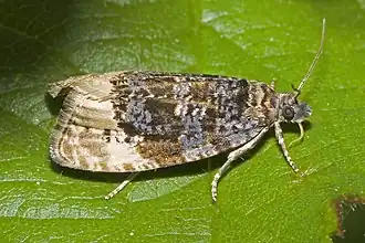 Gewone witvlakbladroller