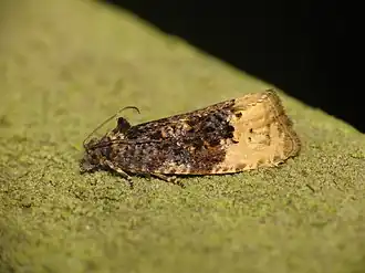 Grote witvlakbladroller