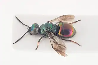 Hedychridium cupreum