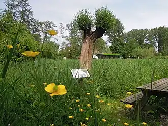 Rietland in de Heemtuin