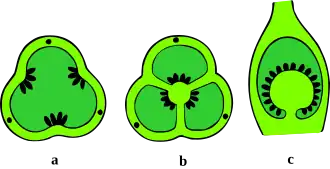 Verschillende typen vruchtbeginsel met placenta's waarop de zaadknoppen staan: a&nbsp;dwarse&nbsp;doorsnede: driebladig, eenhokkig, wandstandig; b&nbsp;dw.&nbsp;ds. driehokkig, hoekstandig; c&nbsp;overlangse&nbsp;ds. eenhokkig, centraal