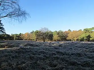 Heide op het Laapersveld te Hilversum