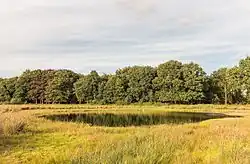 Vennetje in verruigde heide.