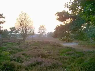 Heide bij Bakkeveen