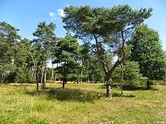Typisch landschap in het Heidebos