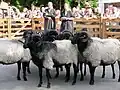 Keuring Heidschnucken-rammen te Müden (juli 2005)