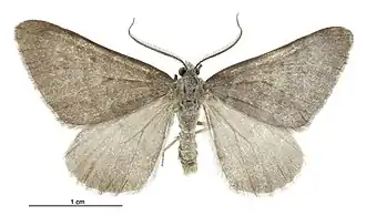 Xanthorhoe clandestina