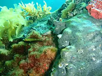 Helcogramma decurrens