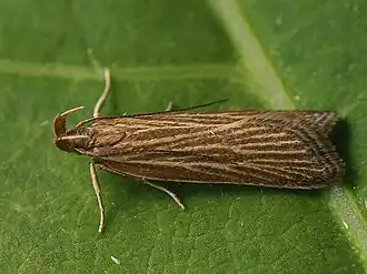 Helcystogramma albinervis