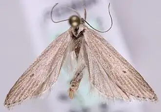 Helcystogramma lineolella