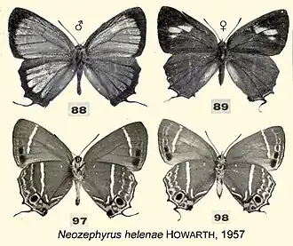 Neozephyrus helenae