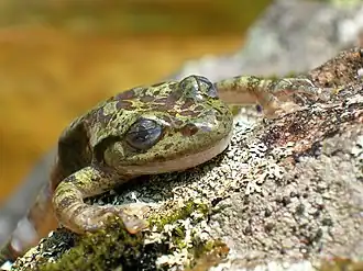 Purcells spookkikker