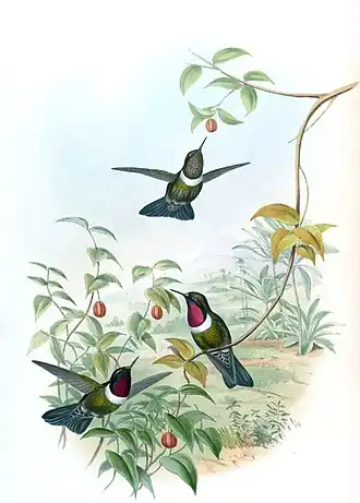 Méridazonnekolibrie