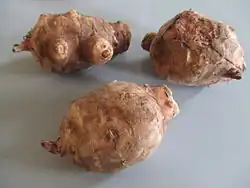 Wortelknollen van topinamboer